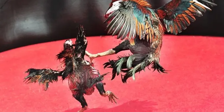 Chinh Phục Đấu Trường Đá Gà Sabong 33Win Đẳng Cấp