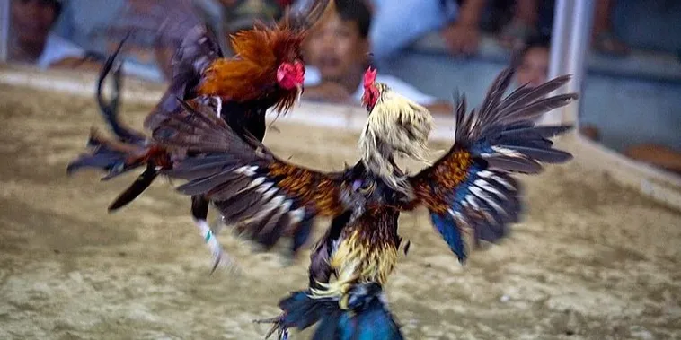 Chinh Phục Đấu Trường Đá Gà Sabong 33Win Đẳng Cấp